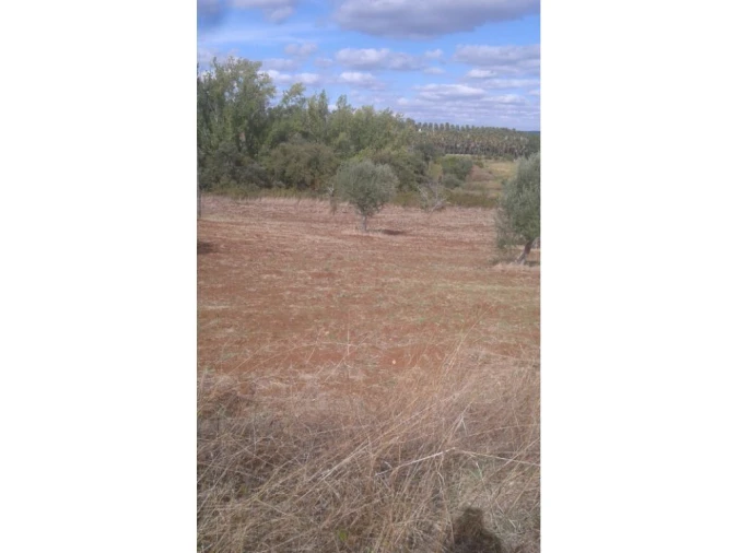 Terreno Agricola ou Rústico para Venda em Montargil Foto 12