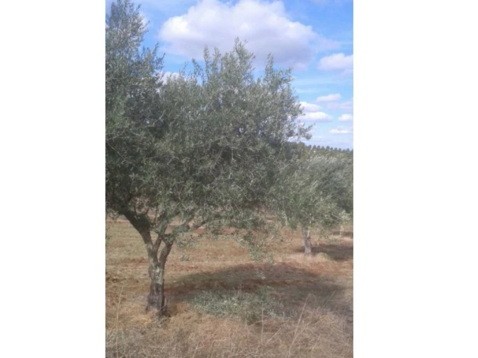 Terreno Agricola ou Rústico para Venda em Montargil Foto 14