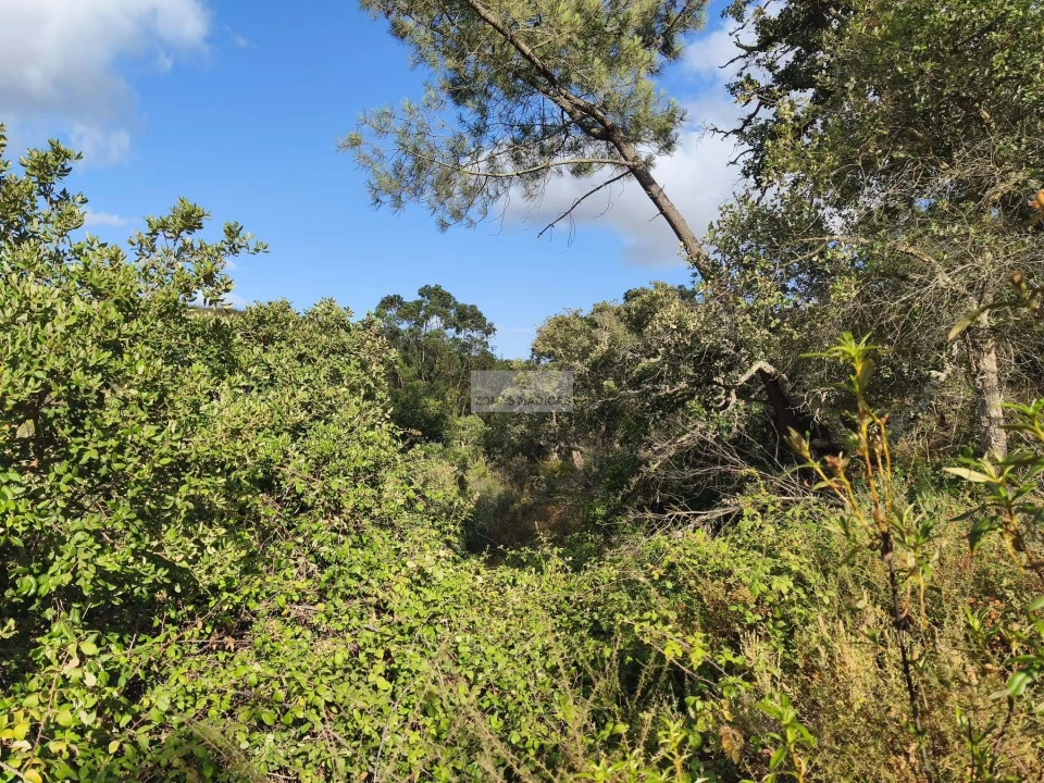 Terreno para Venda em Lagos (São Sebastião e Santa Maria) Foto 3