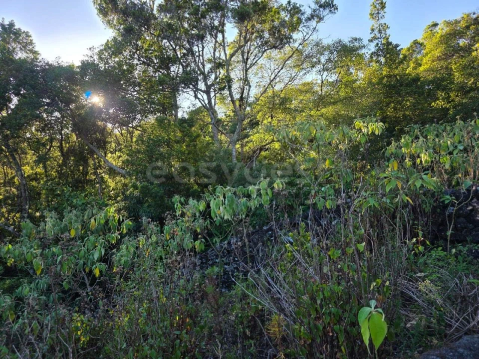 Terreno para Venda em Lajes do Pico Foto 24