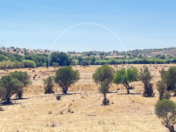 Terreno Agricola ou Rústico para Venda em Castro Marim Foto 10
