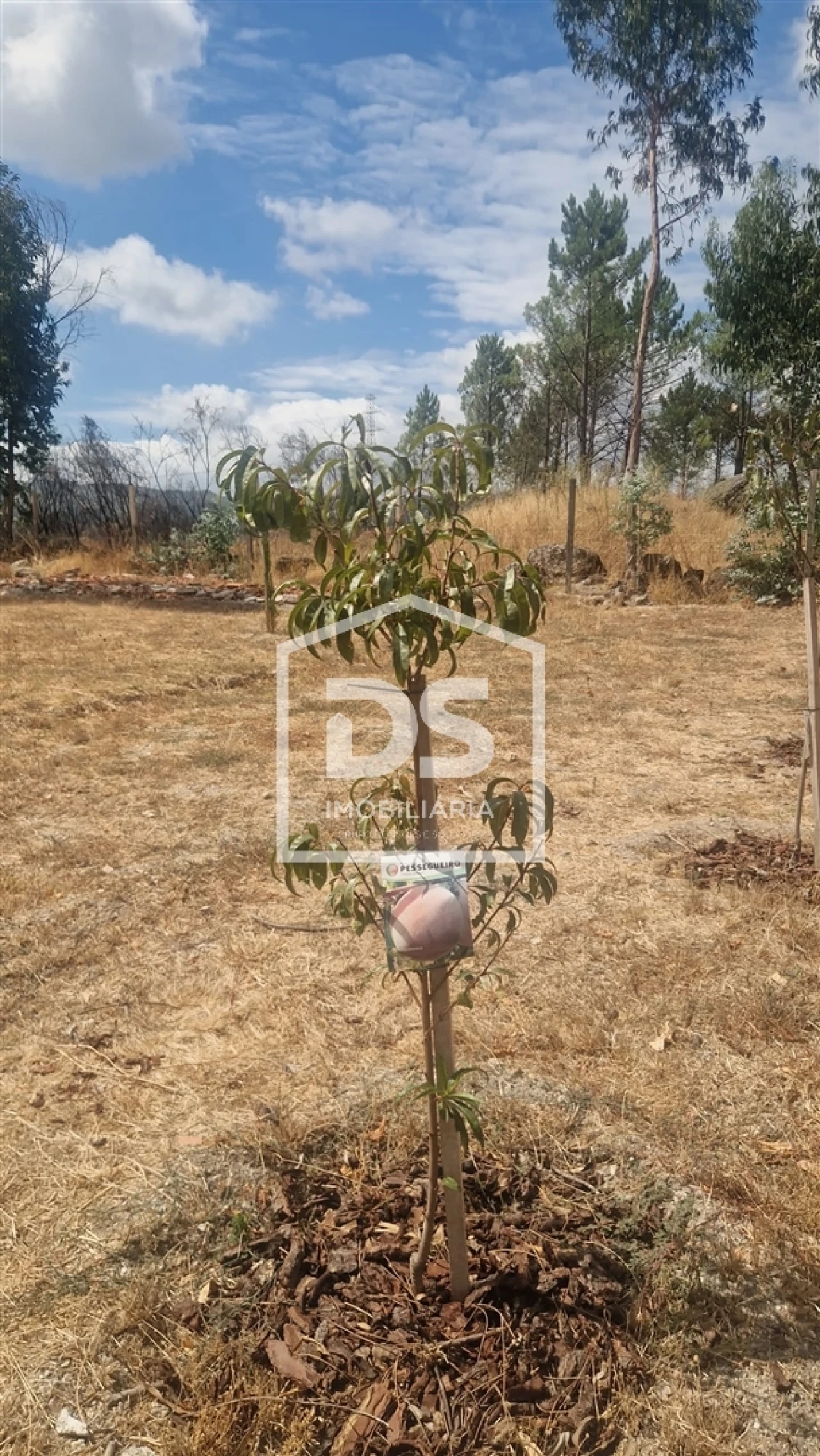 Terreno para Venda em Soalhães Foto 15