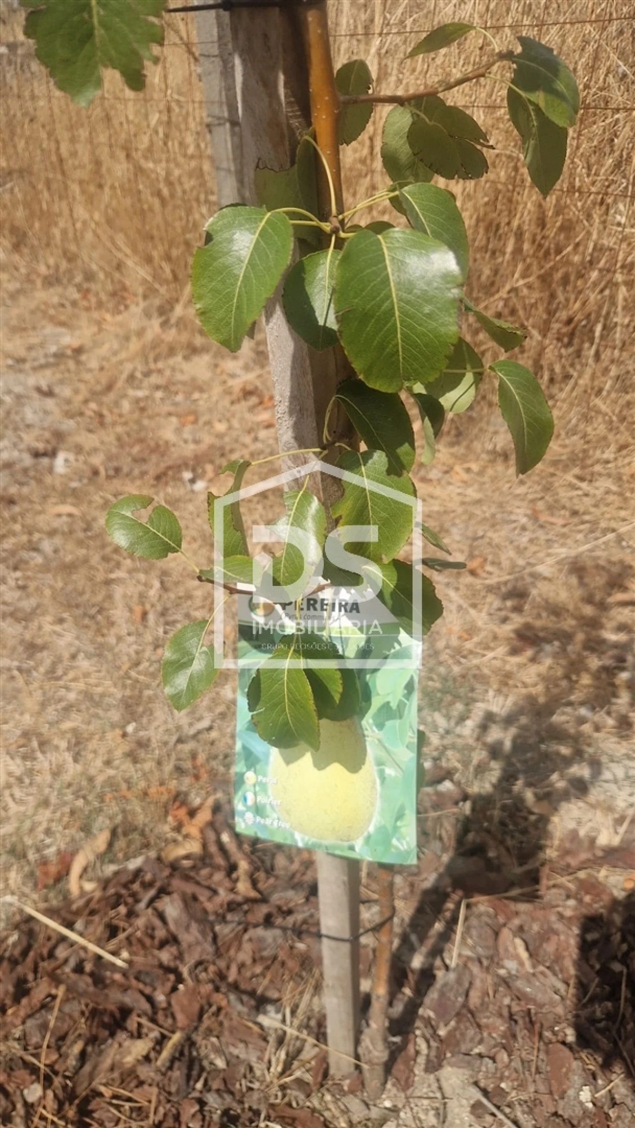 Terreno para Venda em Soalhães Foto 19