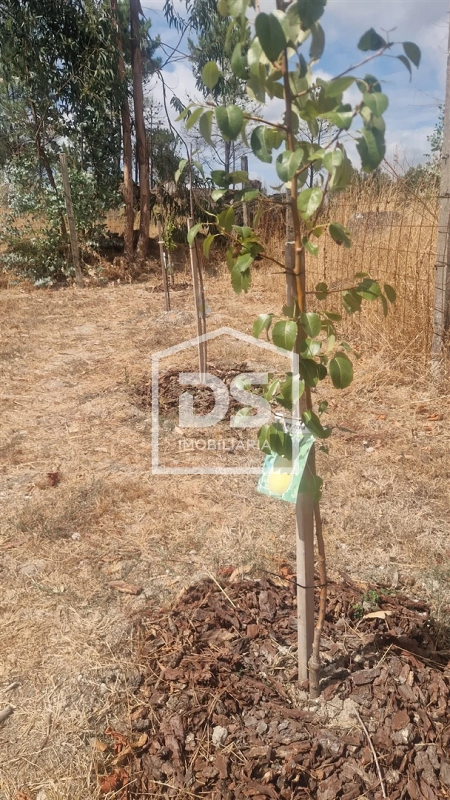 Terreno para Venda em Soalhães Foto 23