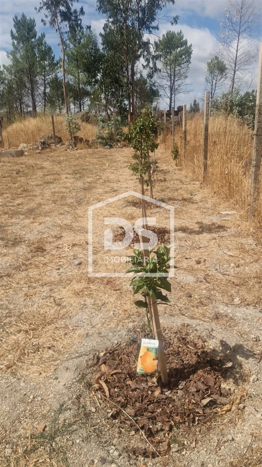 Terreno para Venda em Soalhães Foto 16