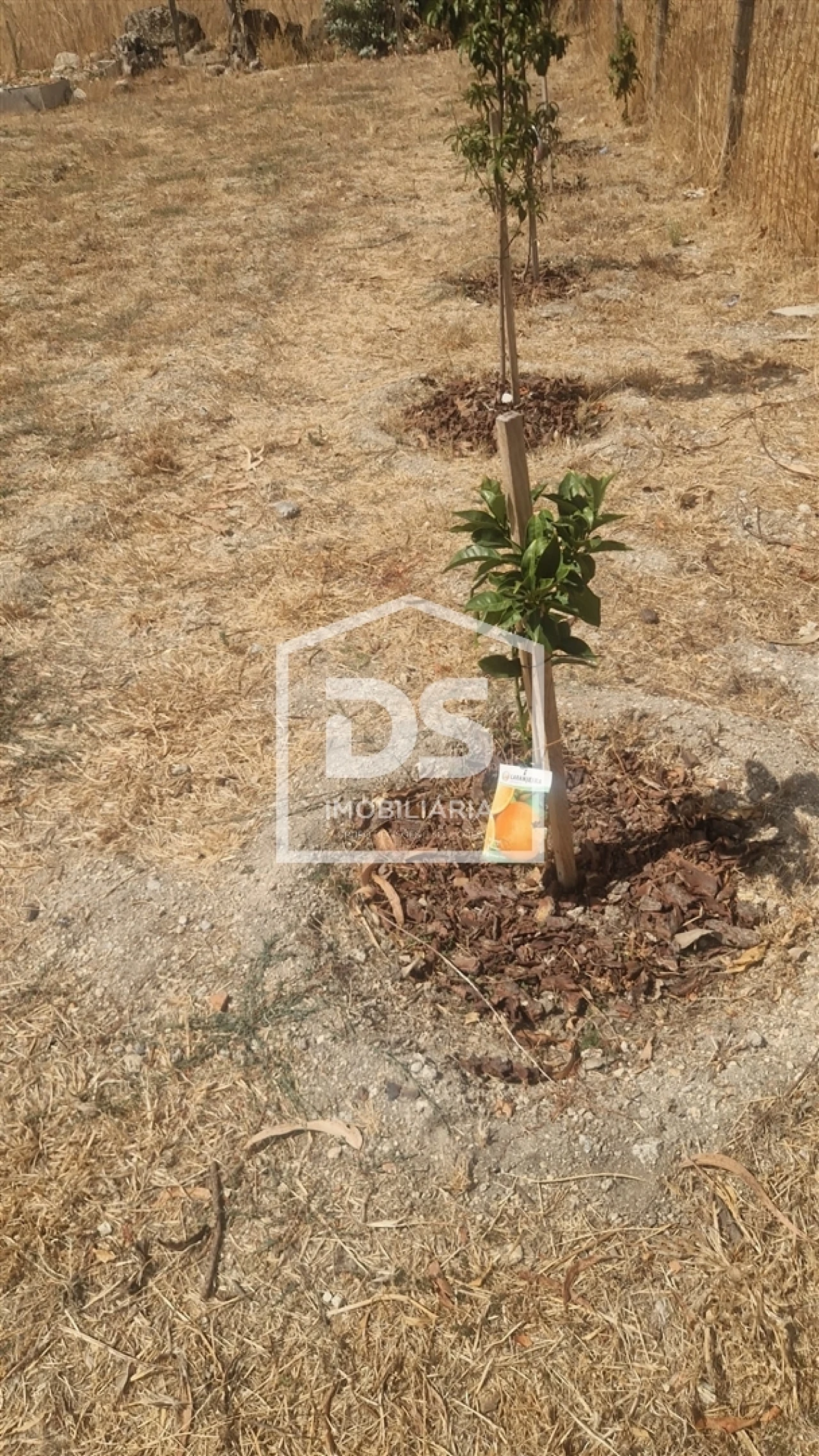 Terreno para Venda em Soalhães Foto 17