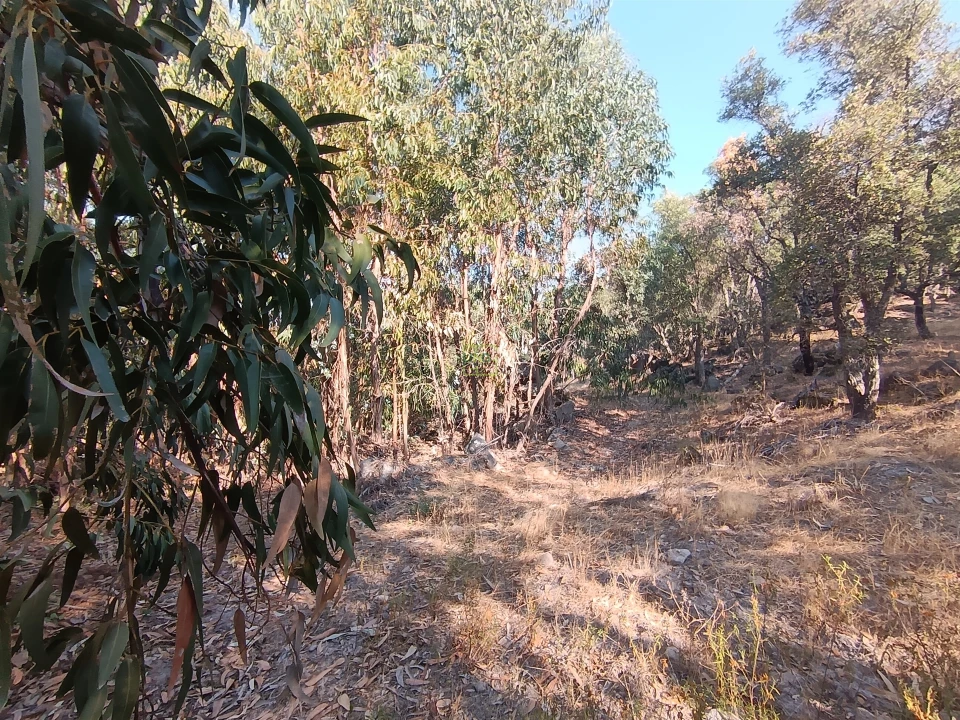 Terreno Agricola ou Rústico para Venda em Penamacor Foto 23