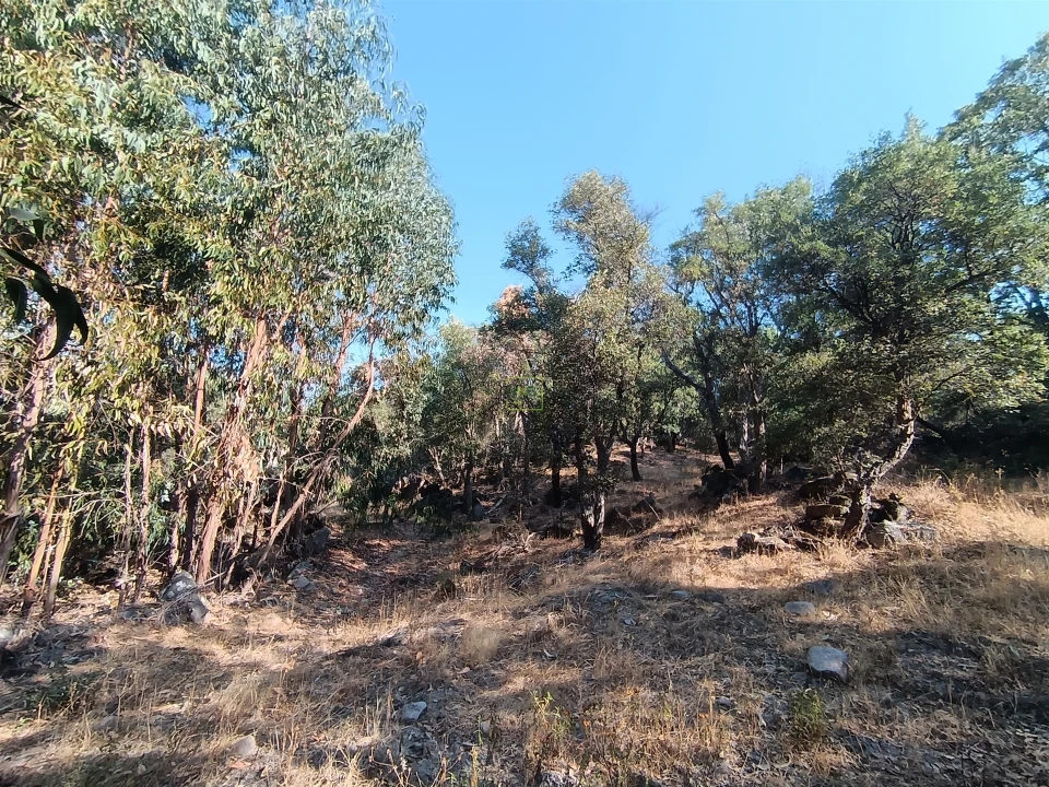 Terreno Agricola ou Rústico para Venda em Penamacor Foto 22
