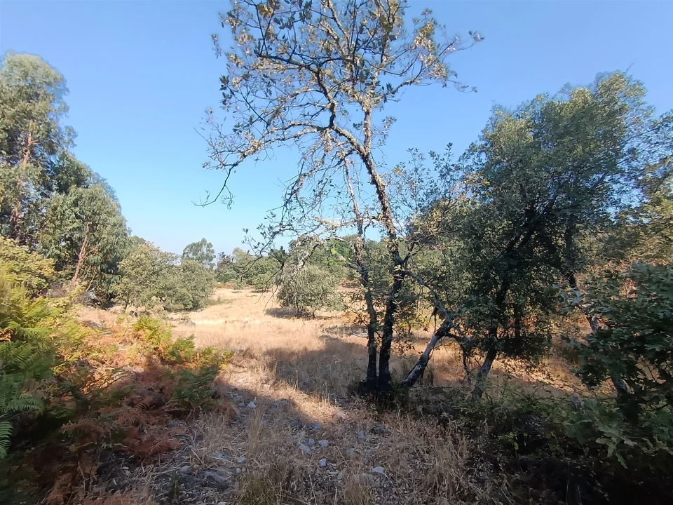 Terreno Agricola ou Rústico para Venda em Penamacor Foto 13