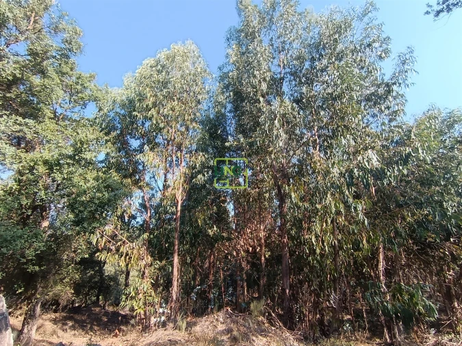 Terreno Agricola ou Rústico para Venda em Penamacor Foto 16