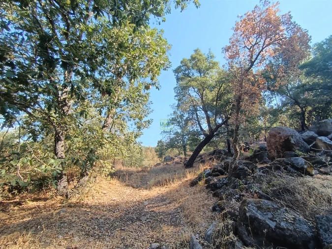 Terreno Agricola ou Rústico para Venda em Penamacor Foto 16