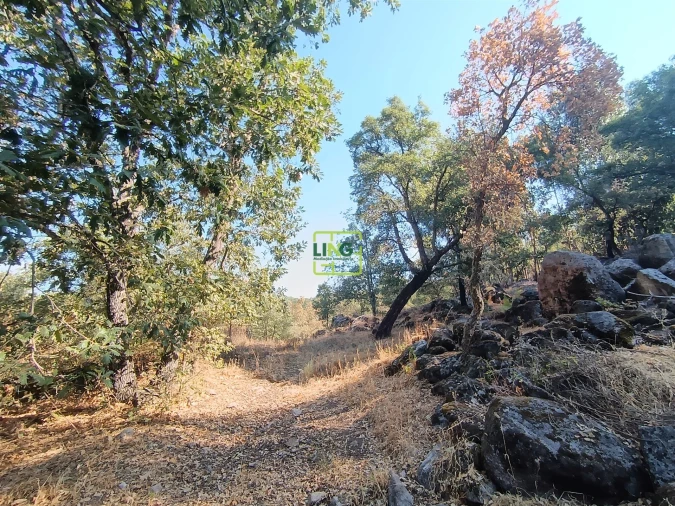 Terreno Agricola ou Rústico para Venda em Penamacor Foto 14