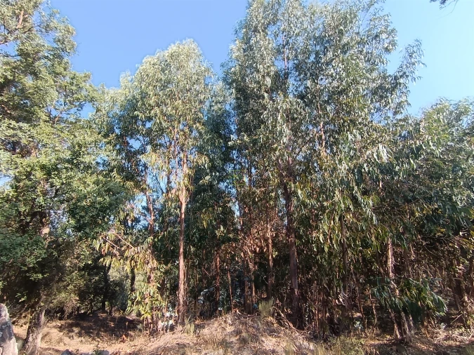 Terreno Agricola ou Rústico para Venda em Penamacor Foto 20