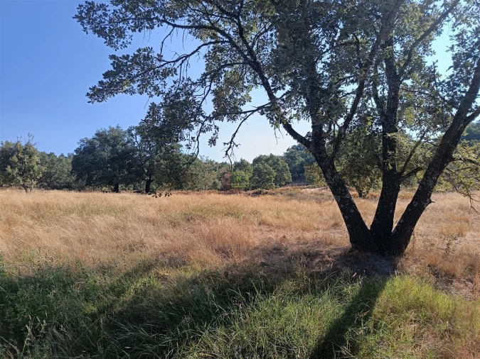 Terreno Agricola ou Rústico para Venda em Penamacor Foto 2