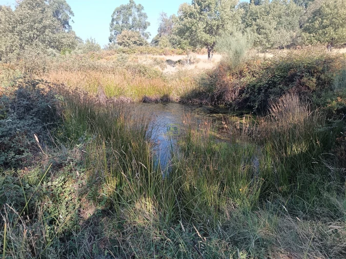 Terreno Agricola ou Rústico para Venda em Penamacor Foto 3