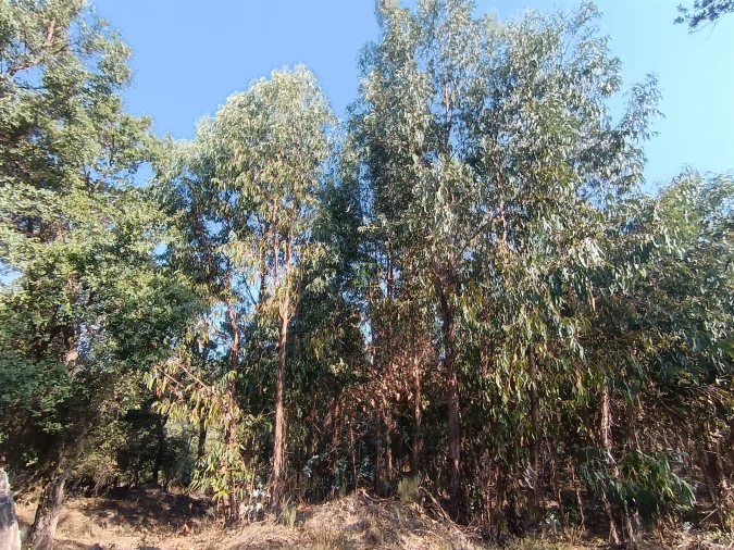 Terreno Agricola ou Rústico para Venda em Penamacor Foto 19