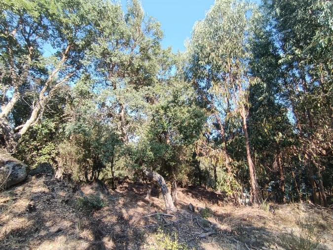 Terreno Agricola ou Rústico para Venda em Penamacor Foto 21