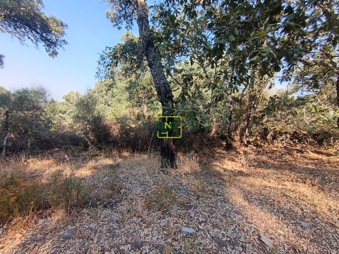 Terreno Agricola ou Rústico para Venda em Penamacor Foto 12