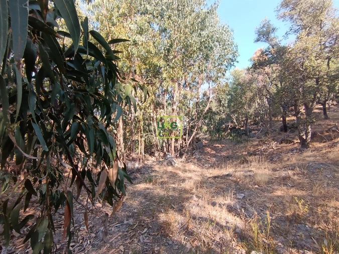 Terreno Agricola ou Rústico para Venda em Penamacor Foto 21