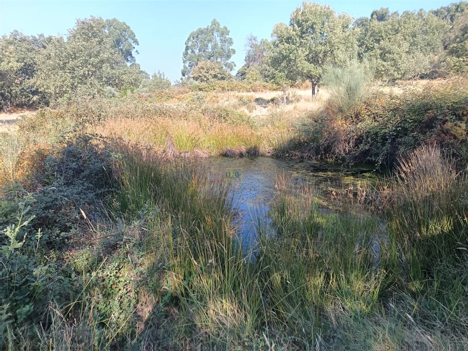 Terreno Agricola ou Rústico para Venda em Penamacor Foto 1