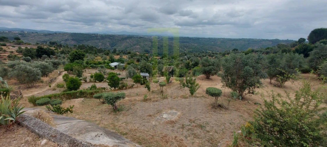 Quinta para Venda em Ervedal e Vila Franca da Beira Foto 47