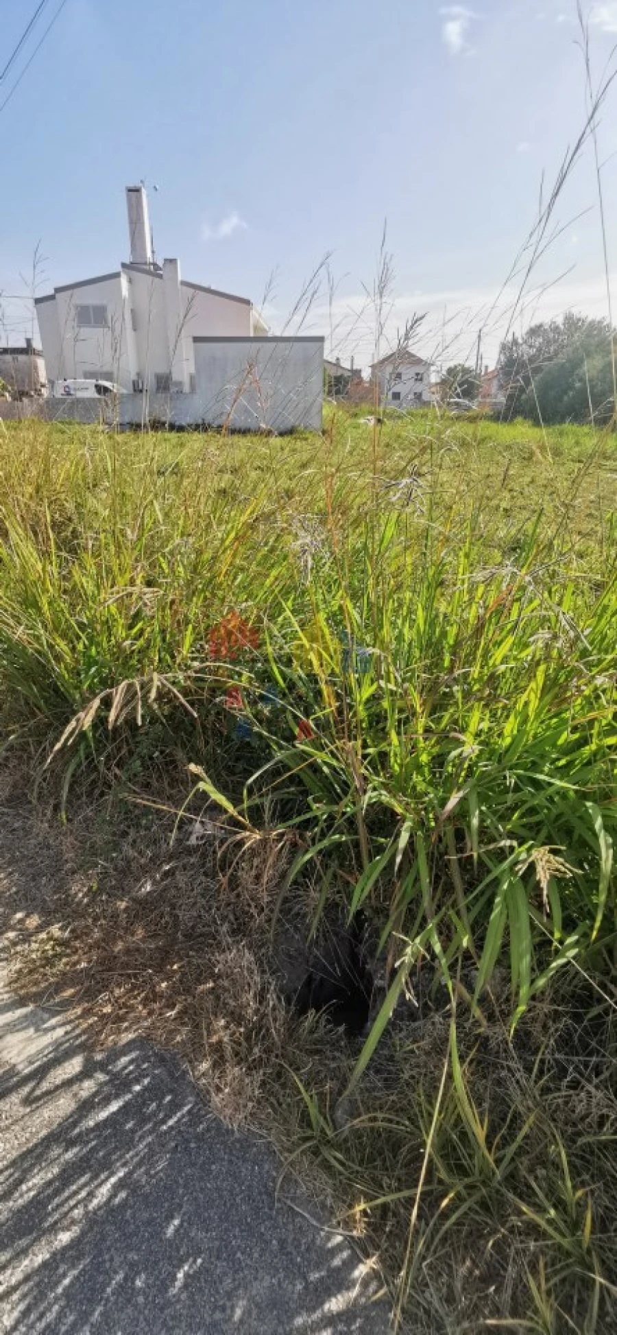 Terreno para Venda em Murtosa Foto 3