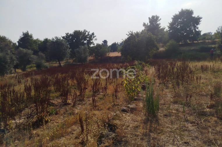 Terreno para Venda em Santiago de Cassurrães e Póvoa de Cervães Foto 3