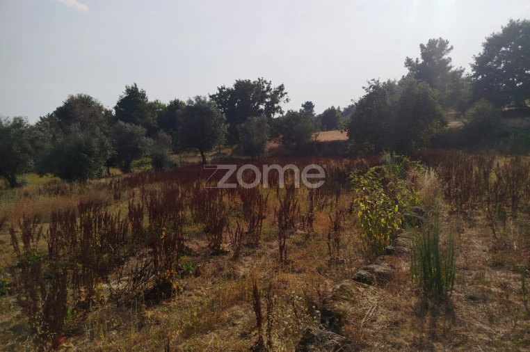 Terreno para Venda em Santiago de Cassurrães e Póvoa de Cervães Foto 6