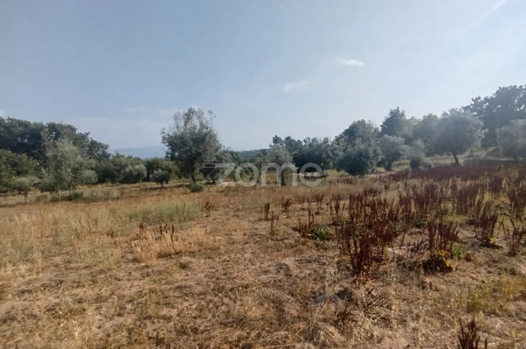 Terreno para Venda em Santiago de Cassurrães e Póvoa de Cervães