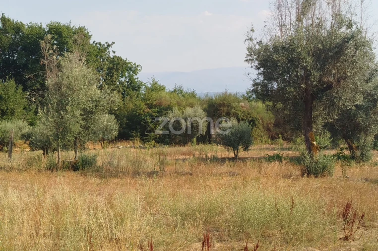 Terreno para Venda em Santiago de Cassurrães e Póvoa de Cervães Foto 11