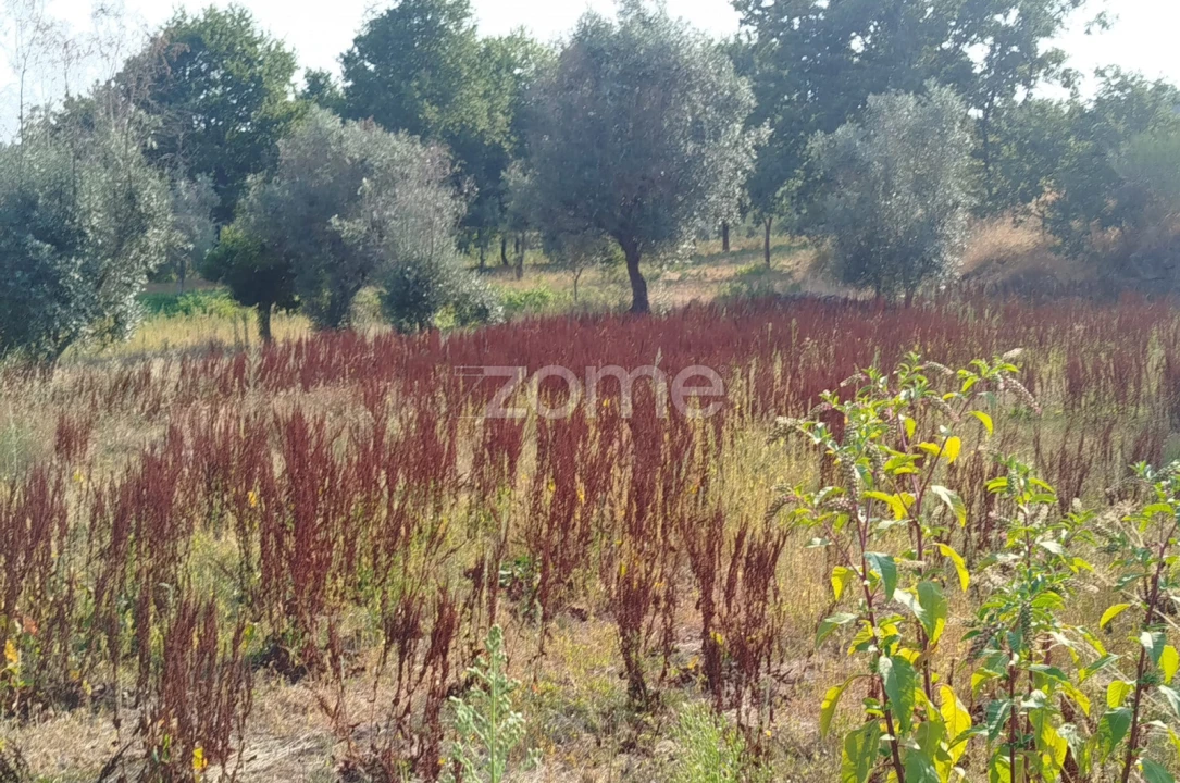 Terreno para Venda em Santiago de Cassurrães e Póvoa de Cervães Foto 2