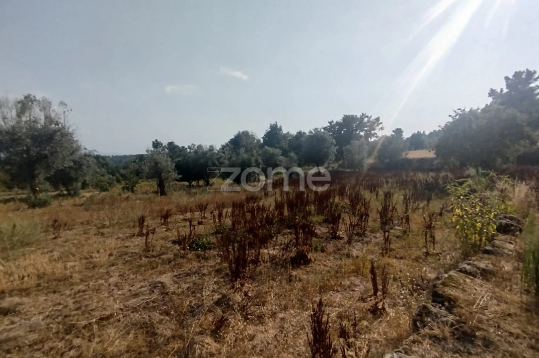Terreno para Venda em Santiago de Cassurrães e Póvoa de Cervães Foto 9