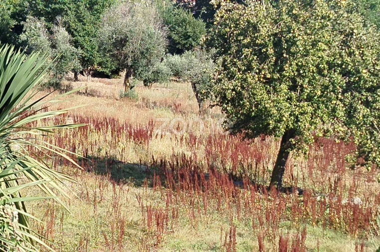 Terreno para Venda em Santiago de Cassurrães e Póvoa de Cervães Foto 9