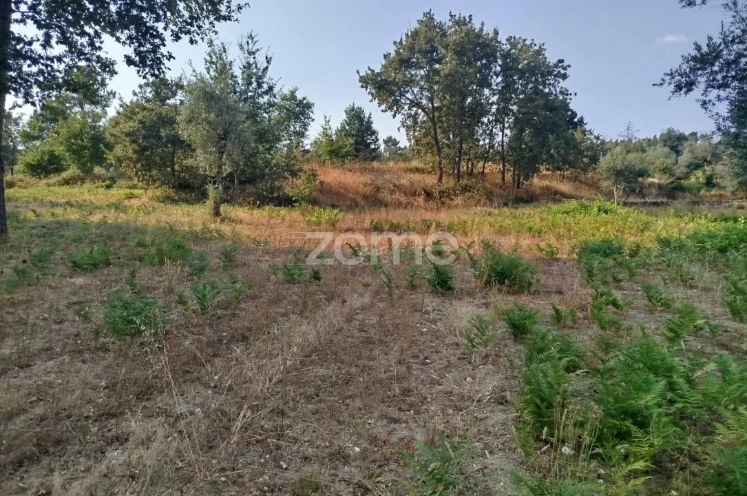 Terreno para Venda em Santiago de Cassurrães e Póvoa de Cervães Foto 26