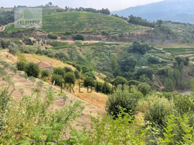 Quinta para Venda em Santa Marinha do Zezere Foto 7