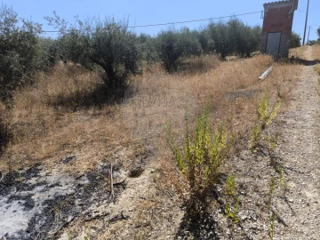 Terreno para Venda em São Vicente do Paul e Vale de Figueira