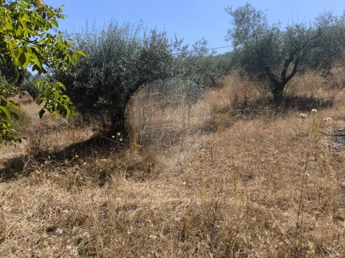 Terreno para Venda em São Vicente do Paul e Vale de Figueira Foto 6