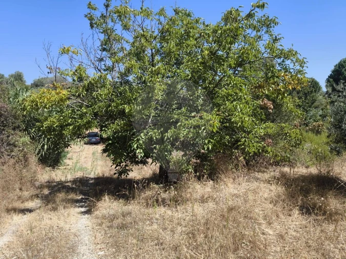 Terreno para Venda em São Vicente do Paul e Vale de Figueira Foto 12