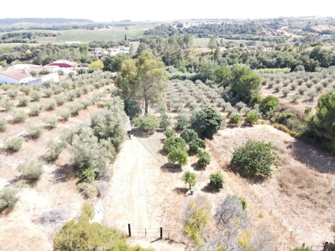 Terreno para Venda em São Vicente do Paul e Vale de Figueira Foto 13