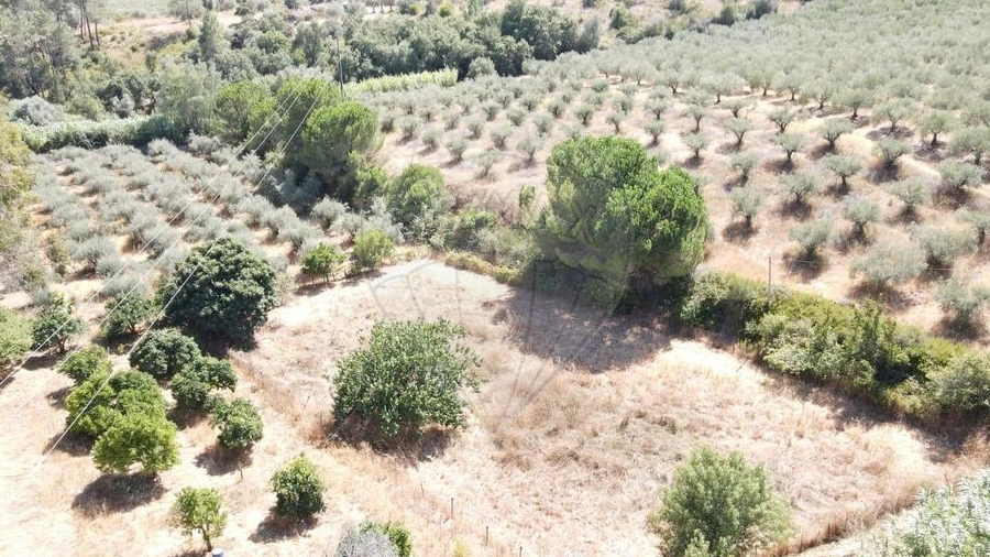 Terreno para Venda em São Vicente do Paul e Vale de Figueira