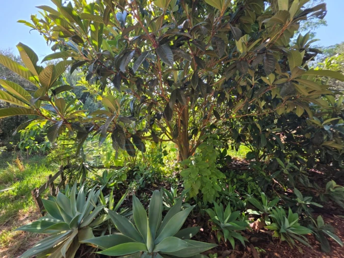 Terreno para Venda em Bensafrim e Barão de São João Foto 5