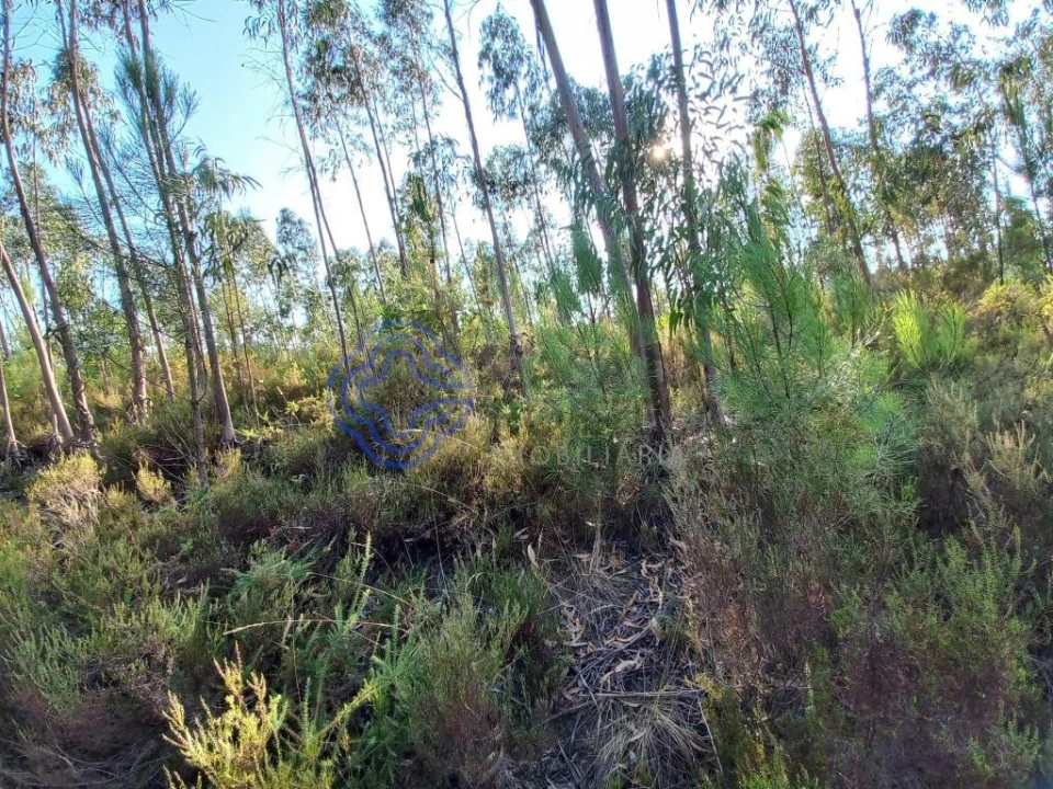 Armazém para Venda em Areias e Pias Foto 27