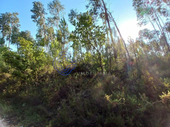 Armazém para Venda em Areias e Pias Foto 26