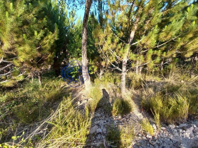 Armazém para Venda em Areias e Pias Foto 24