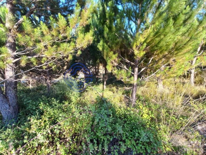 Armazém para Venda em Areias e Pias Foto 23