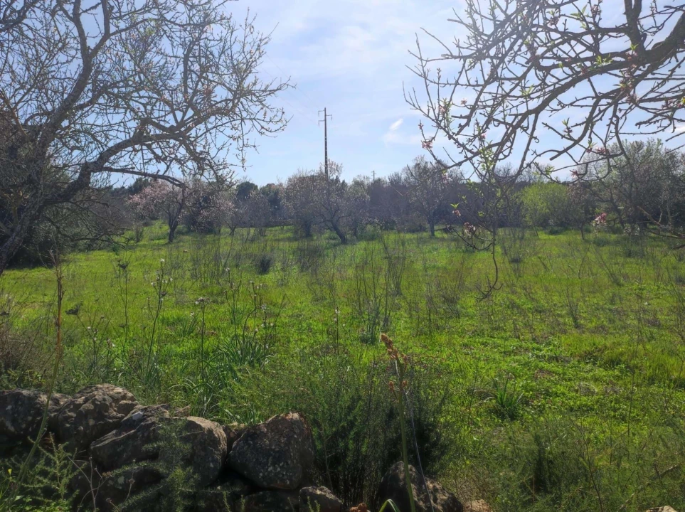 Terreno para Venda em São Bartolomeu de Messines Foto 3