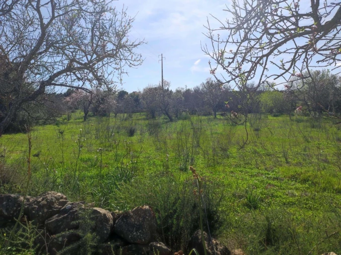 Terreno para Venda em São Bartolomeu de Messines Foto 3