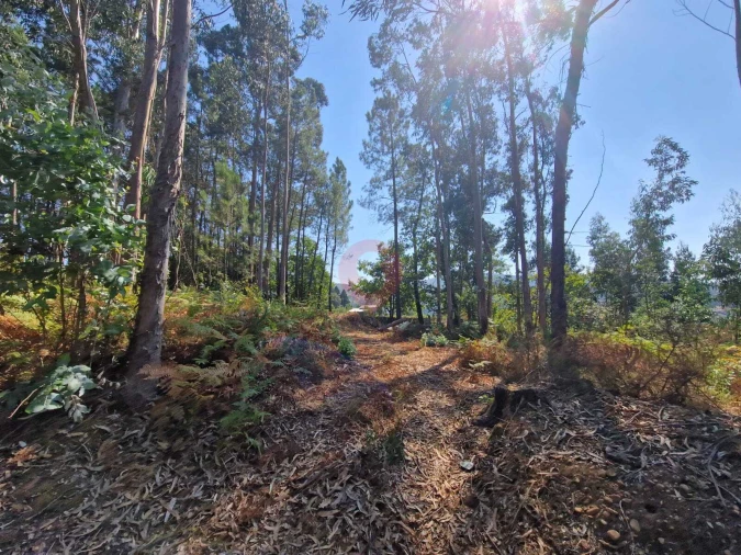 Terreno para Venda em Friestas Foto 4