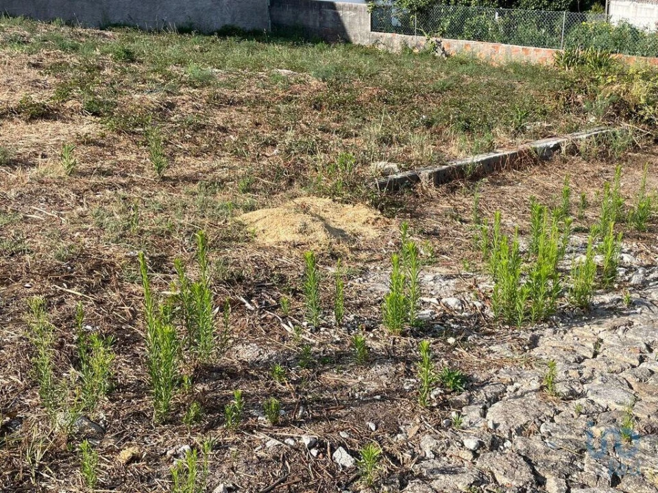 Terreno para Venda em Antas Foto 14