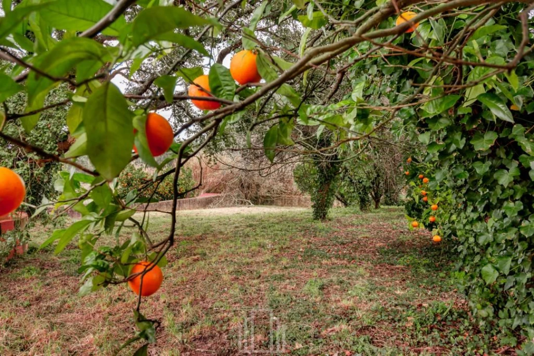 Terreno para Venda em Salreu Foto 9